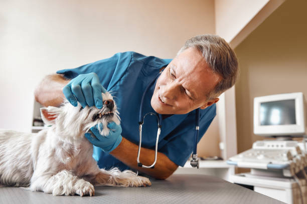 Best Emergency Treatment for Dental Infections or Abscesses in Santa Clarita, CA